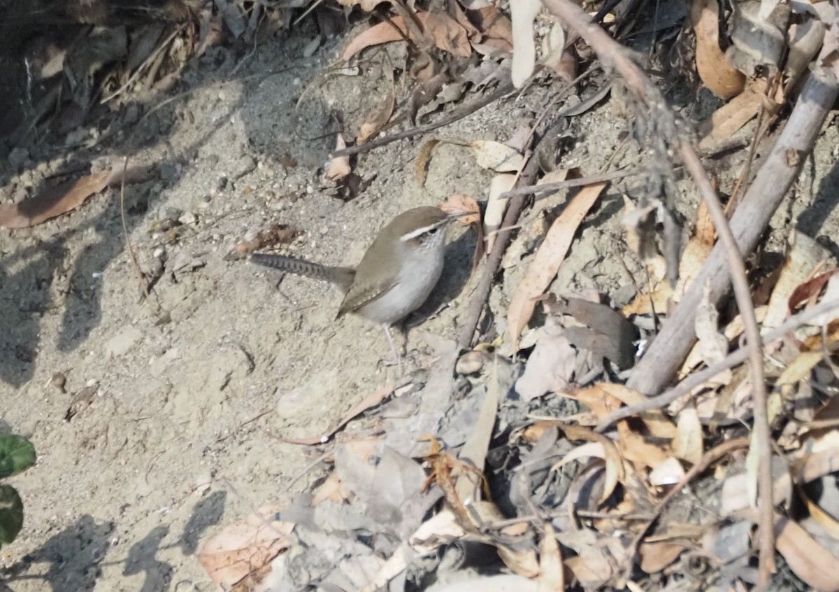 Troglodyte de Bewick - ML644299427