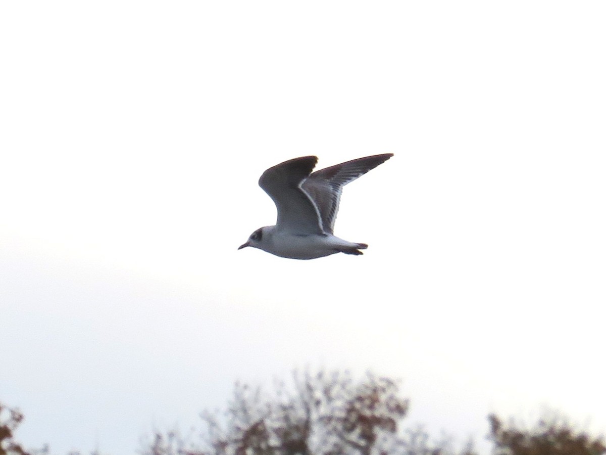 Franklin's Gull - ML644299440