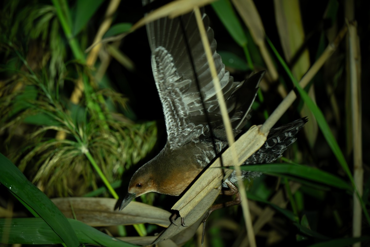 damrikse - ML644299503