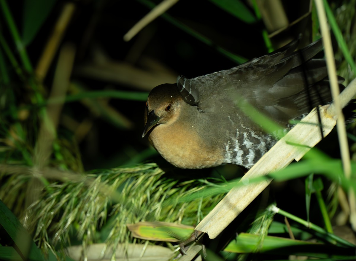 damrikse - ML644299504