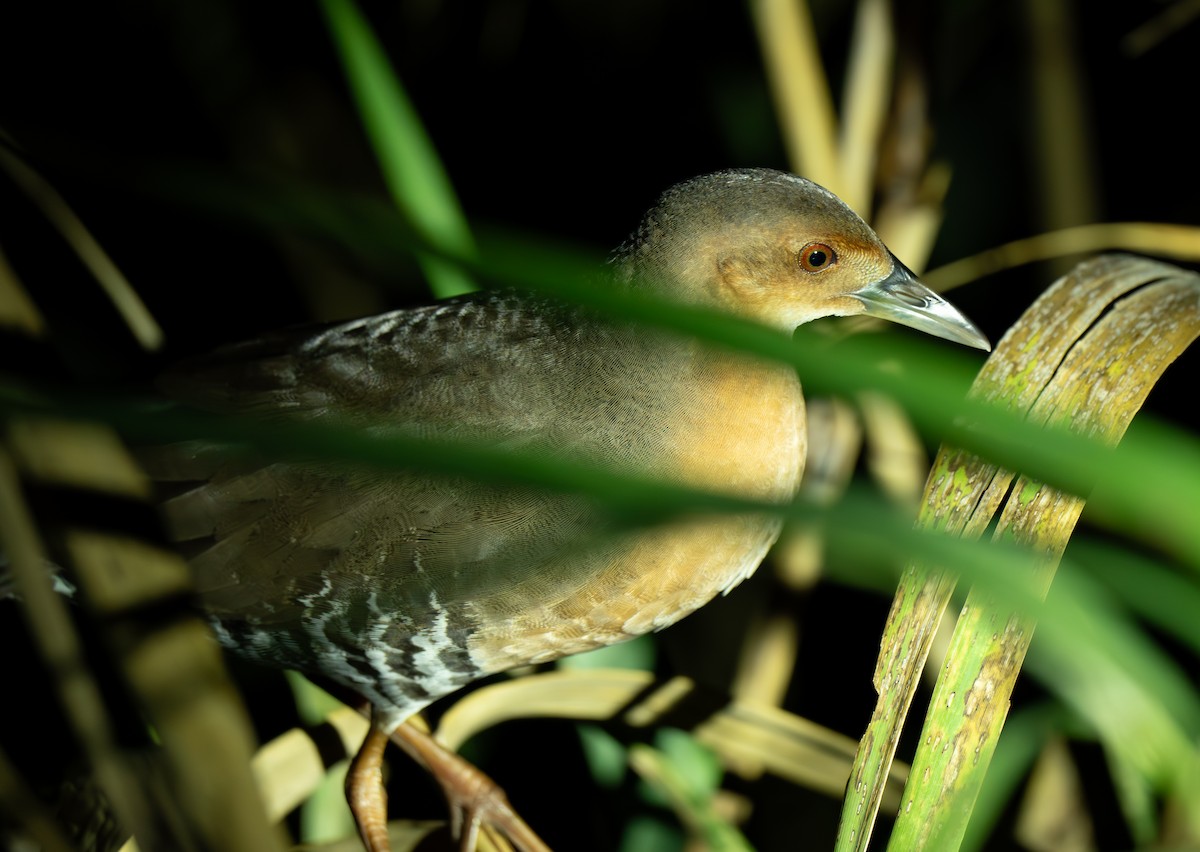 damrikse - ML644299505