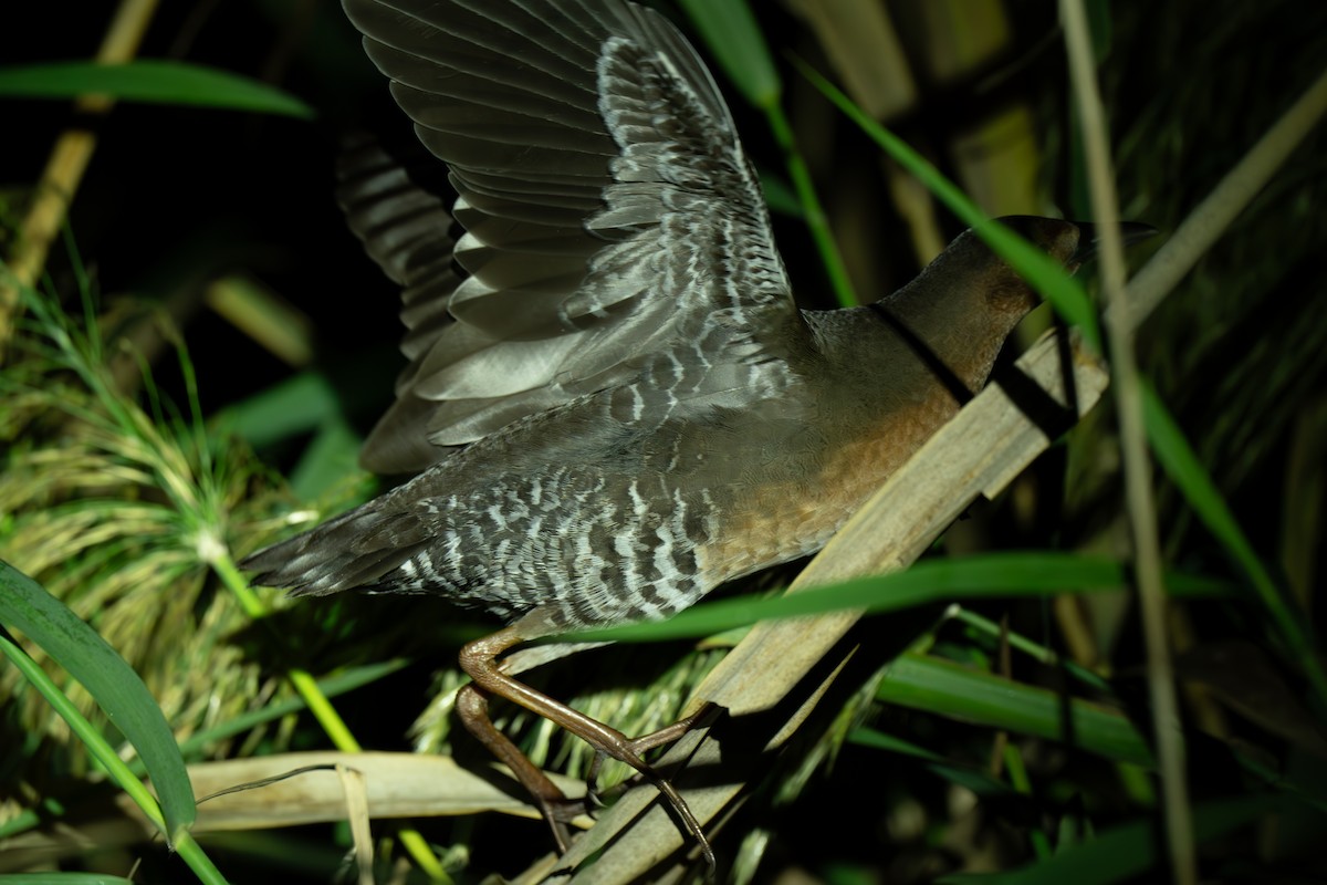 damrikse - ML644299506