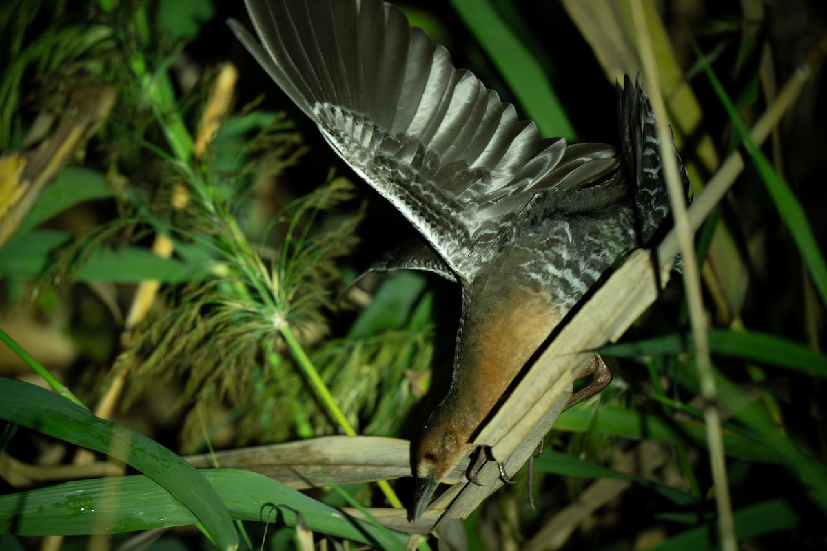 damrikse - ML644299507