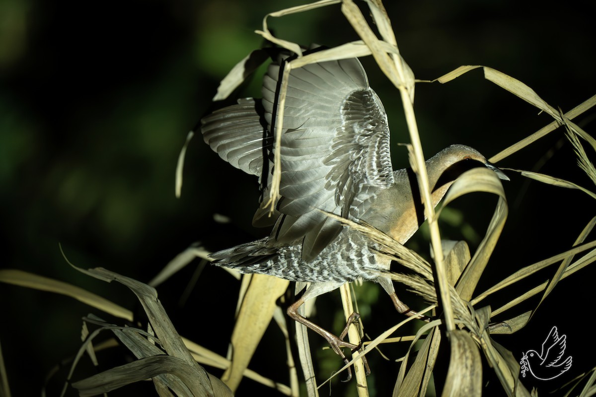 damrikse - ML644299508