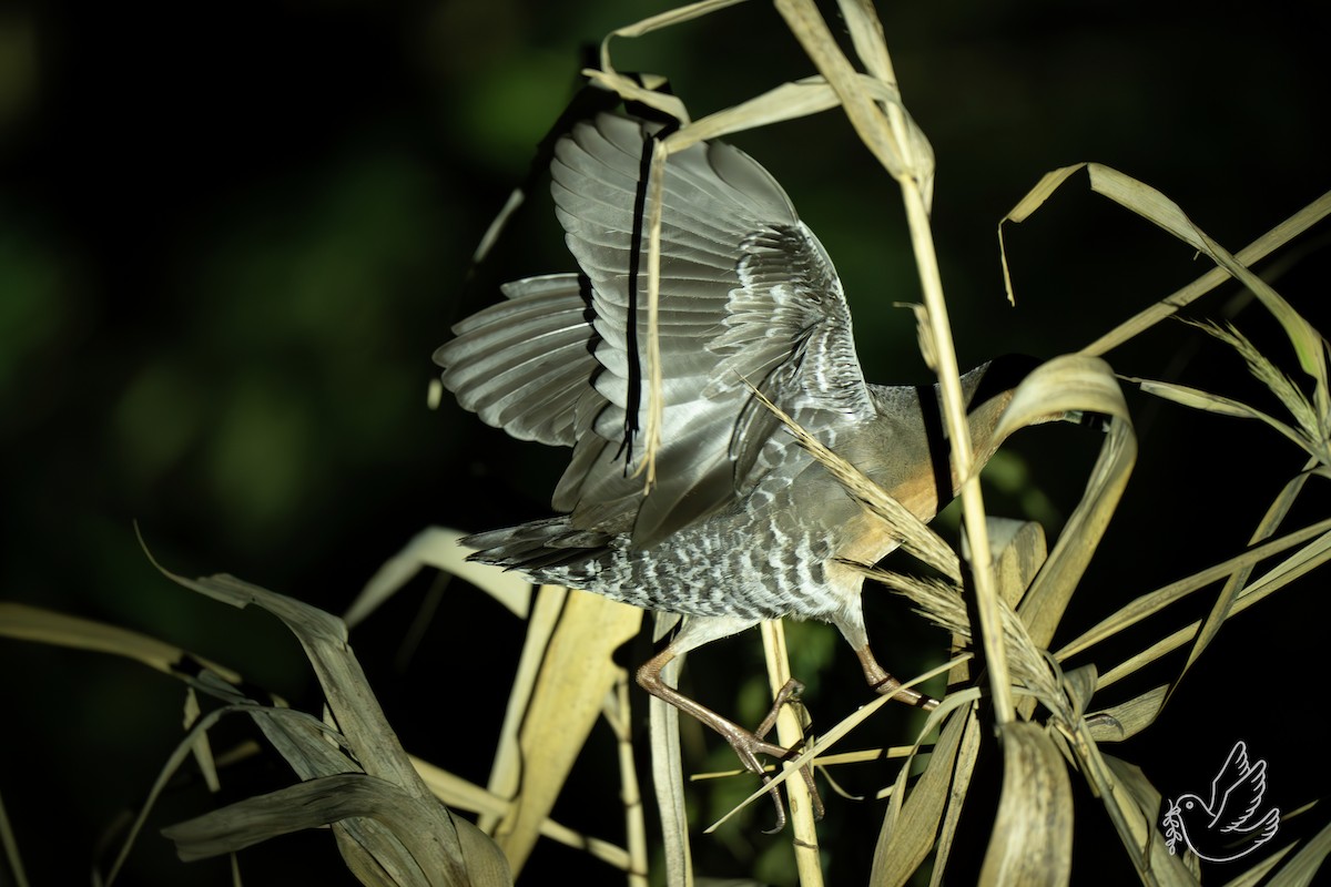 damrikse - ML644299509