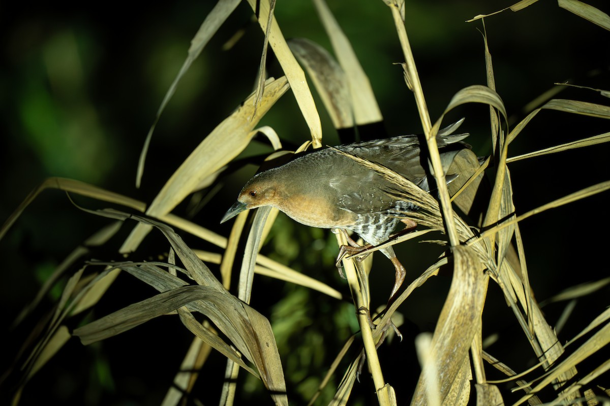 damrikse - ML644299510