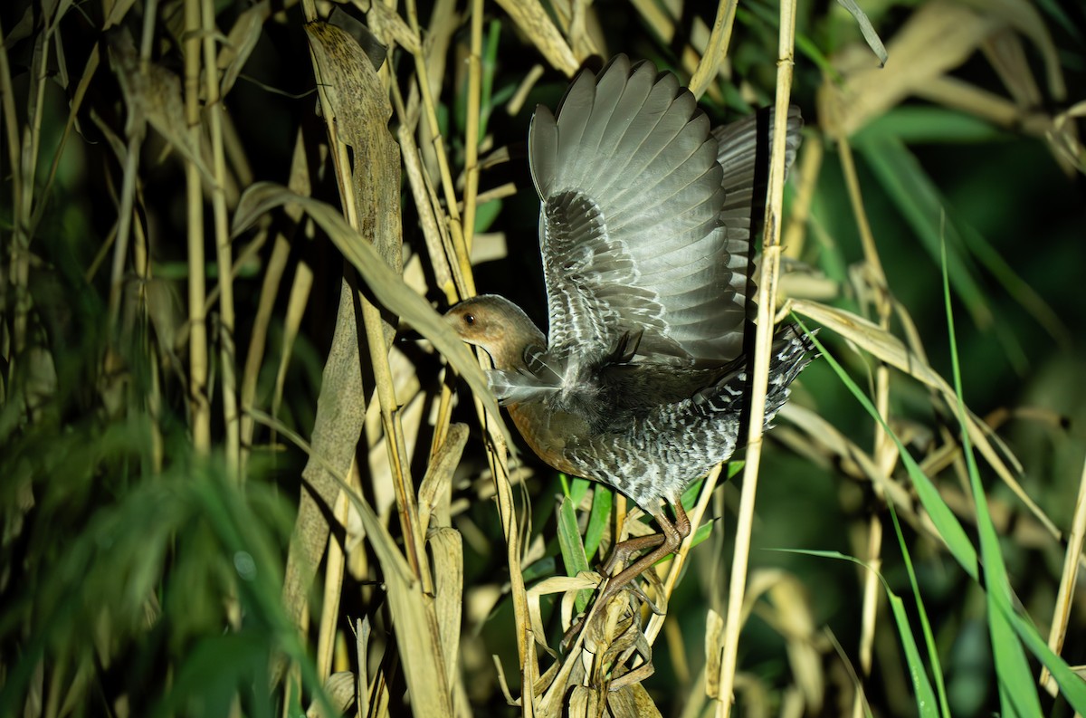 damrikse - ML644299511