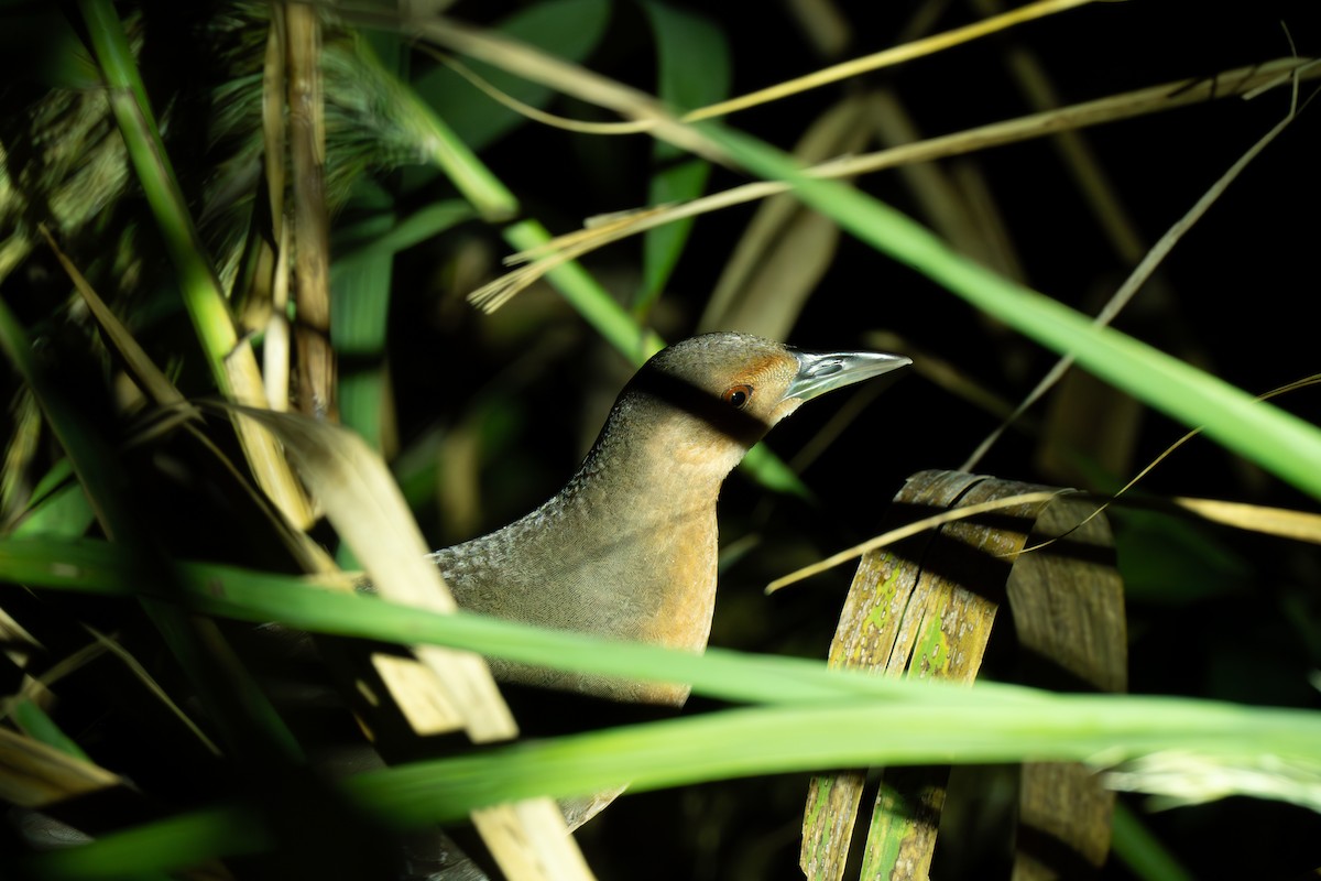 damrikse - ML644299512