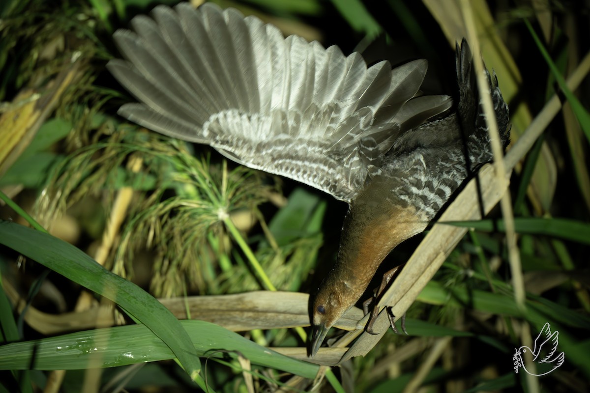 damrikse - ML644299513