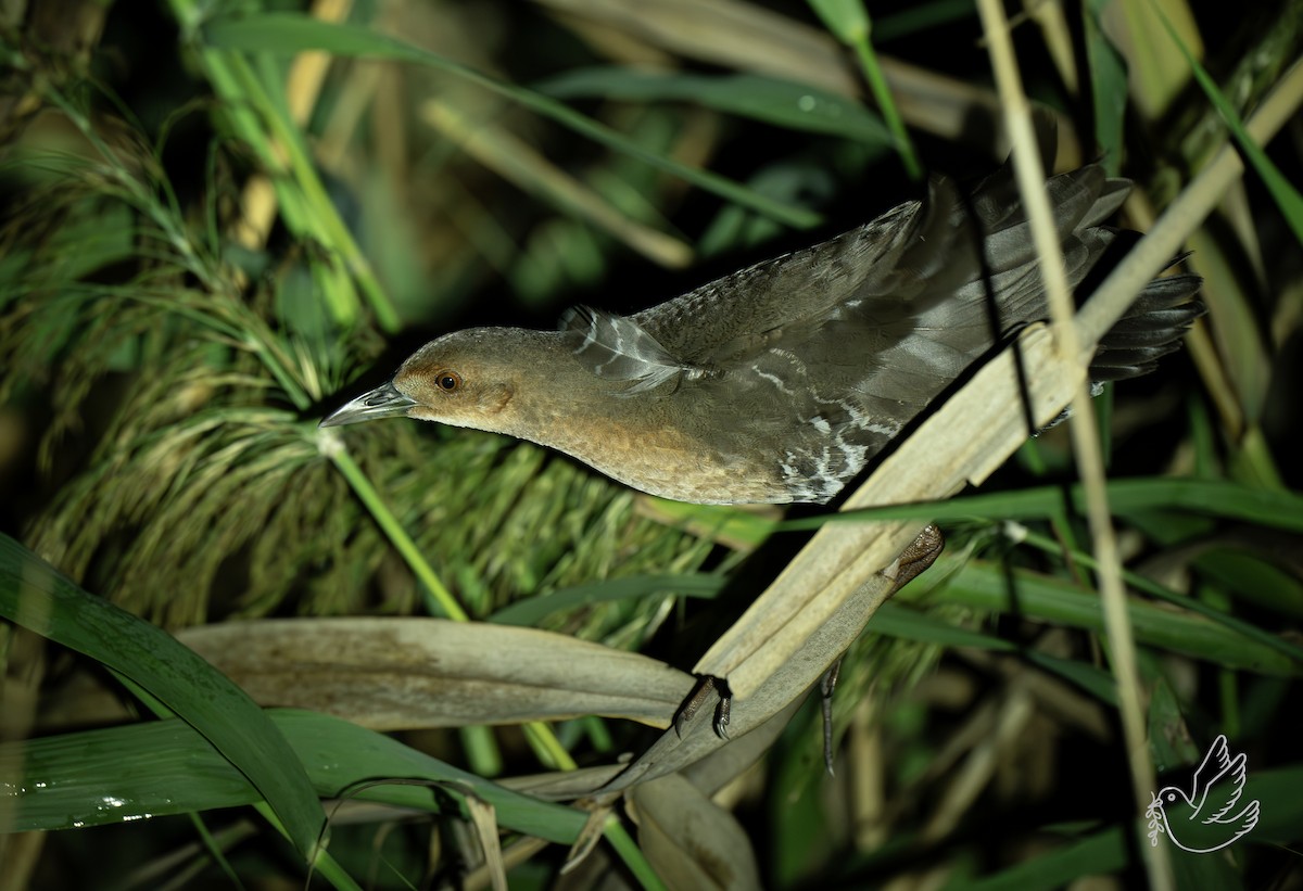 damrikse - ML644299514