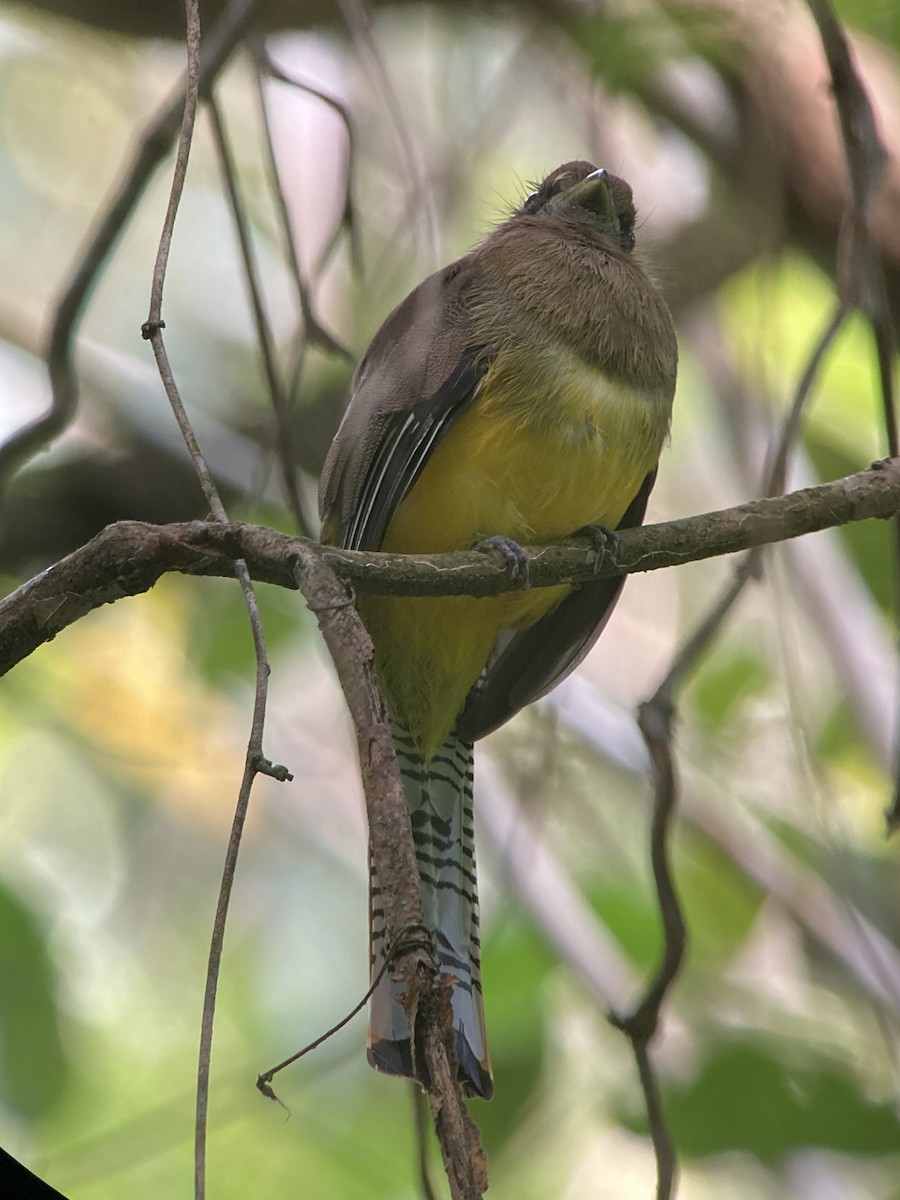 Graceful Black-throated Trogon - ML644299520