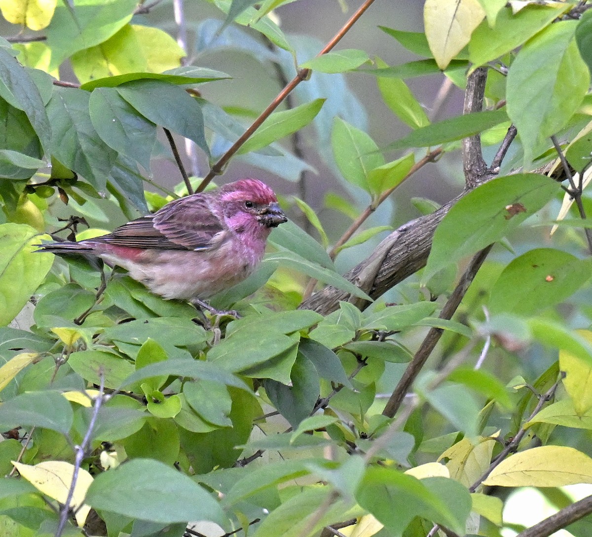 Purple Finch - ML644299525