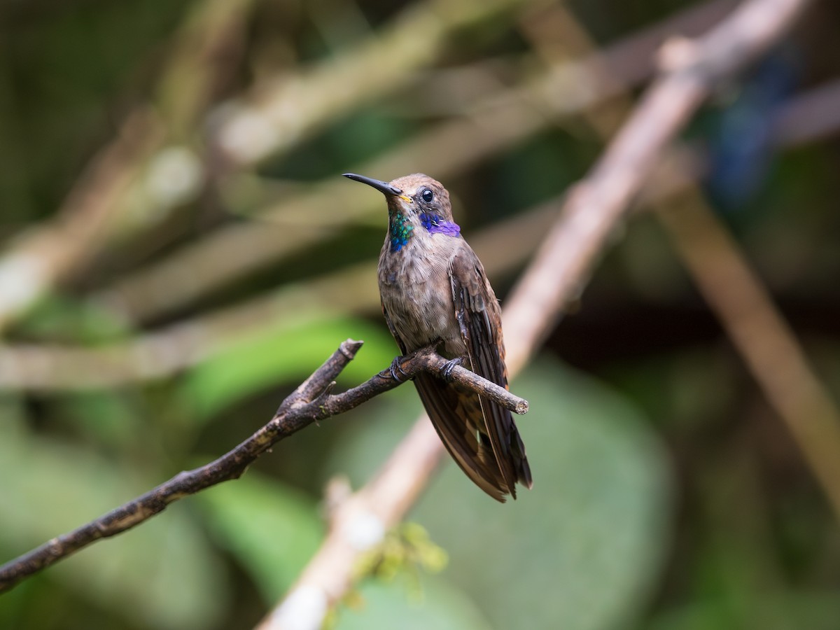 Бурый фиалкоух - ML644299533