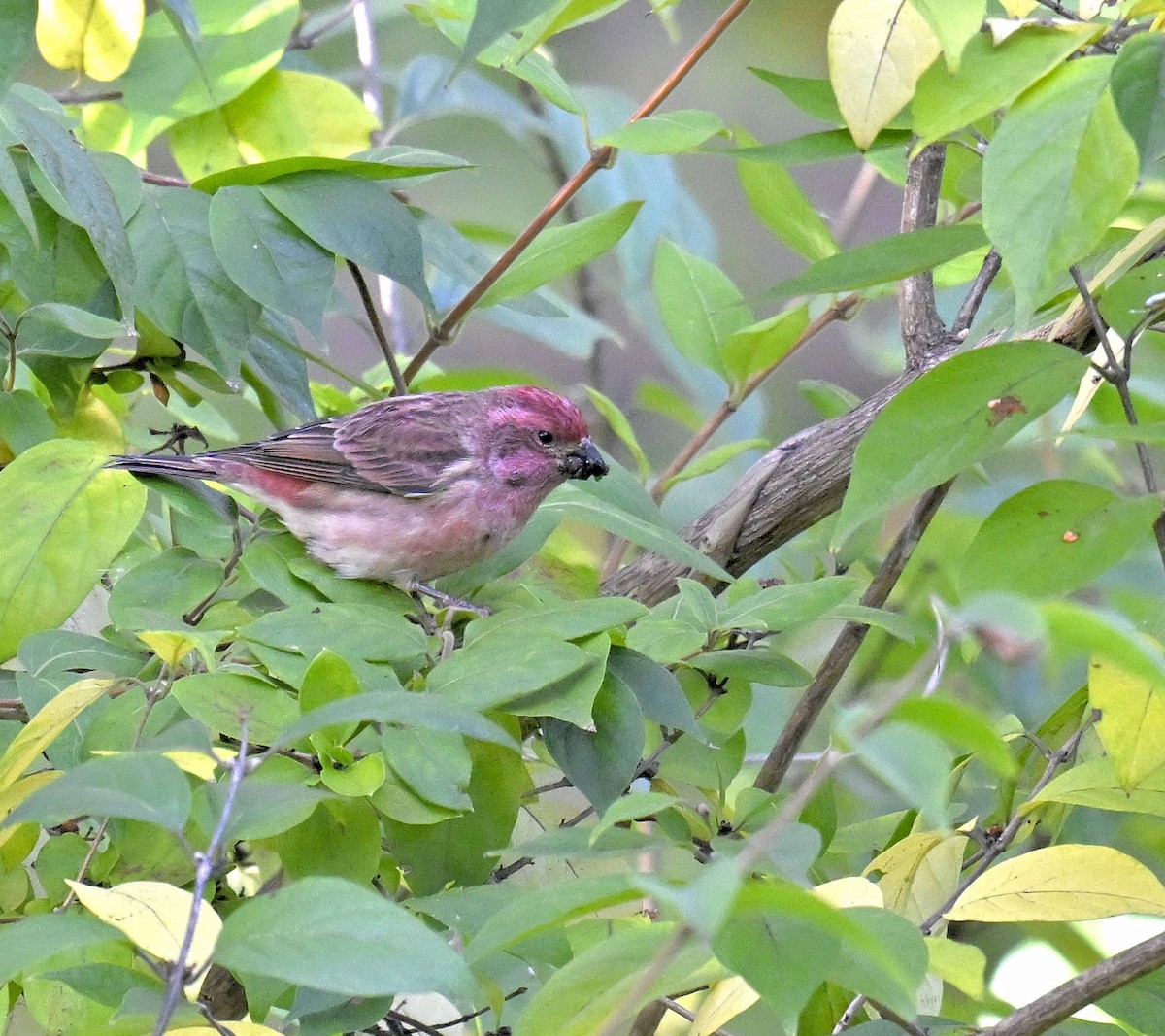 Purple Finch - ML644299534