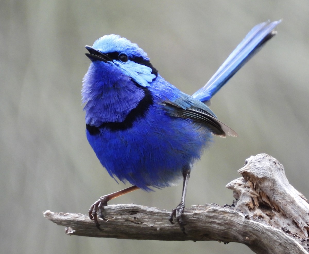 Splendid Fairywren - ML644299544