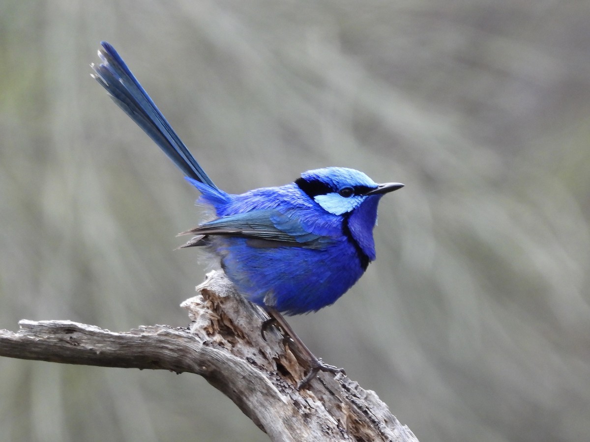 Splendid Fairywren - ML644299545