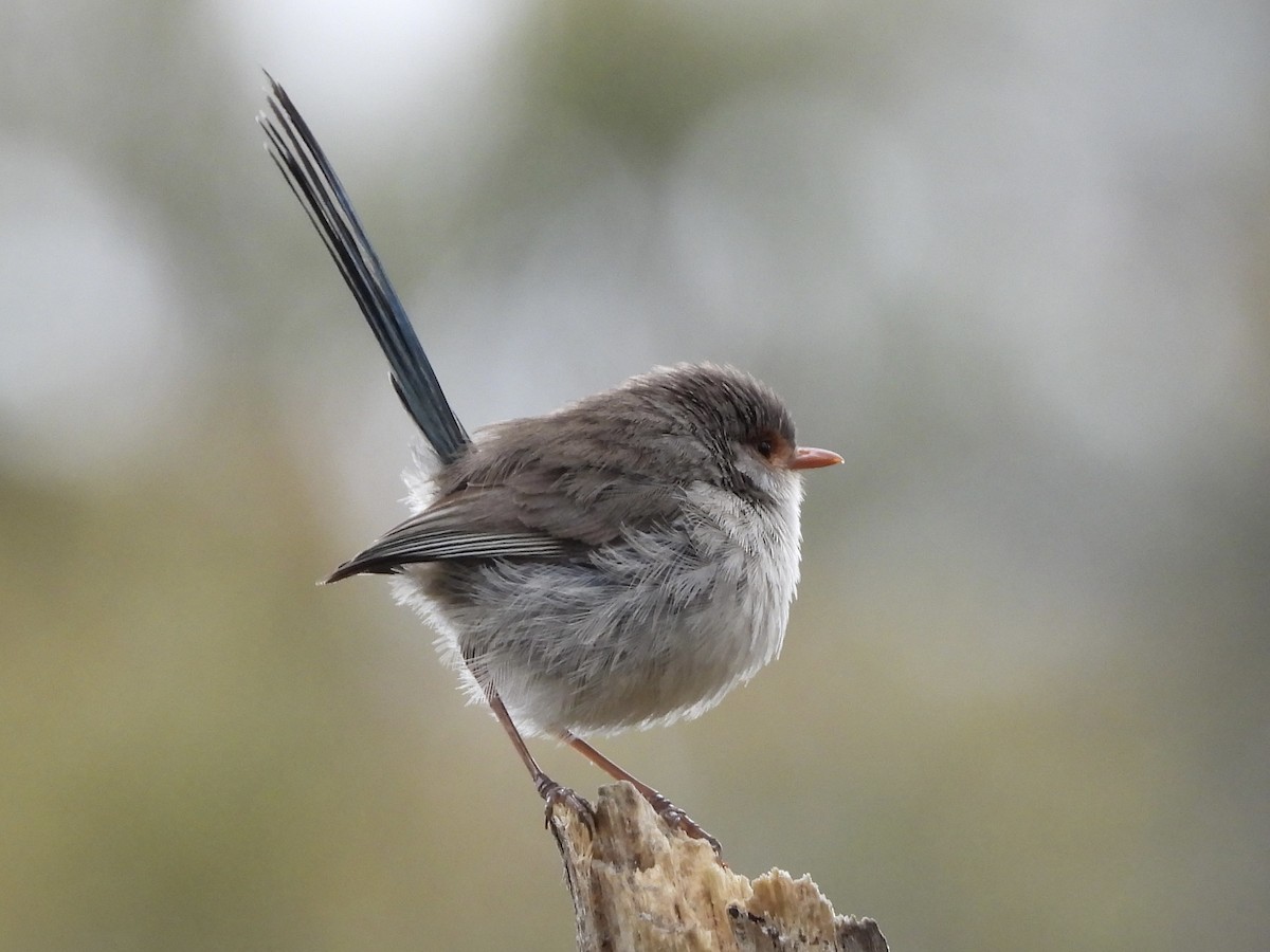 Splendid Fairywren - ML644299546