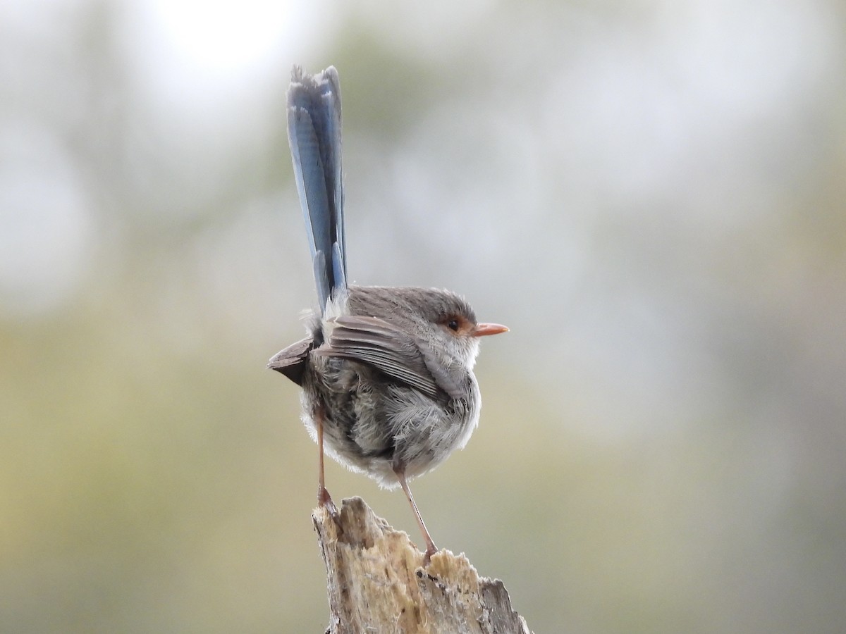 Splendid Fairywren - ML644299547