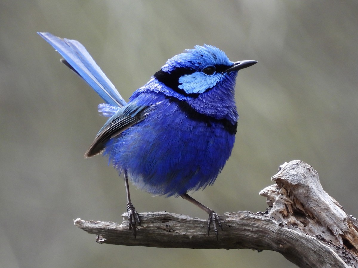 Splendid Fairywren - ML644299548