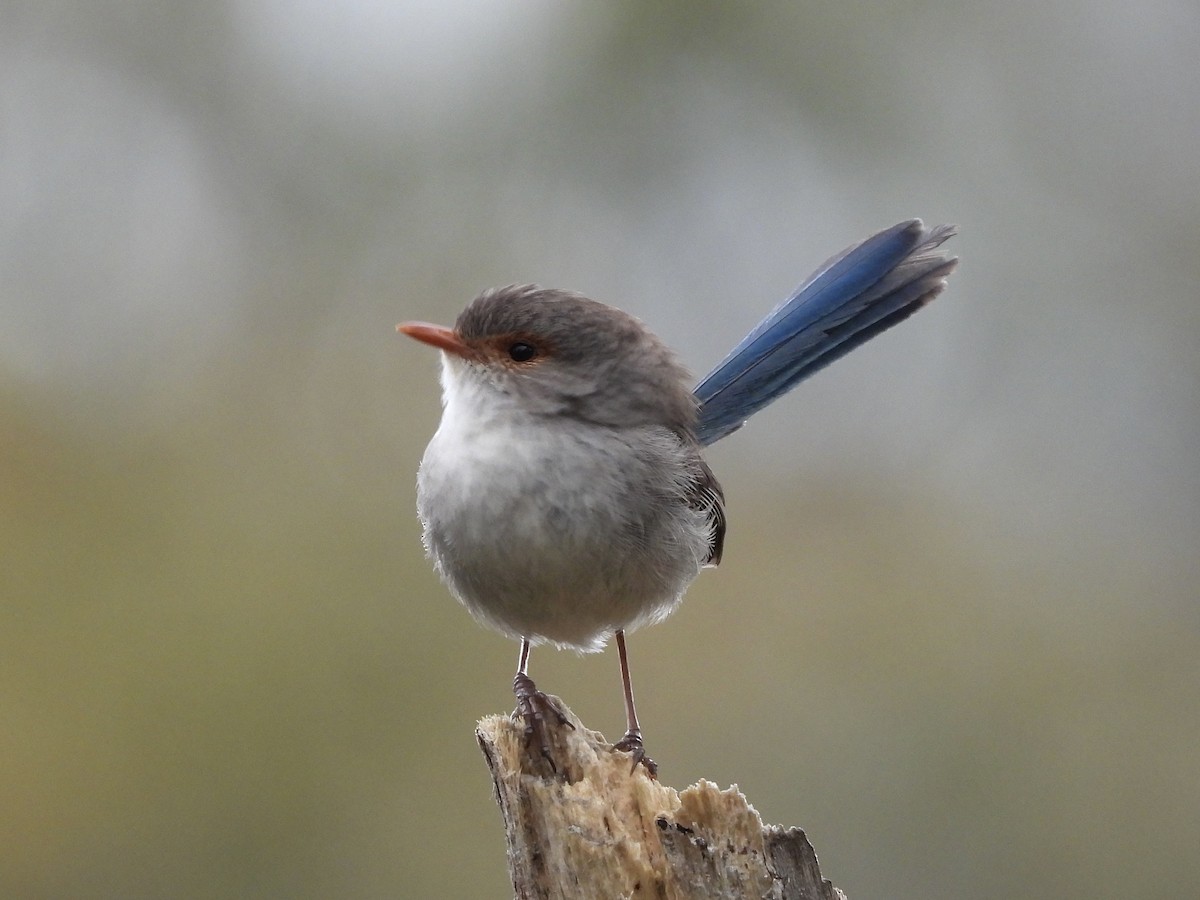 Splendid Fairywren - ML644299549
