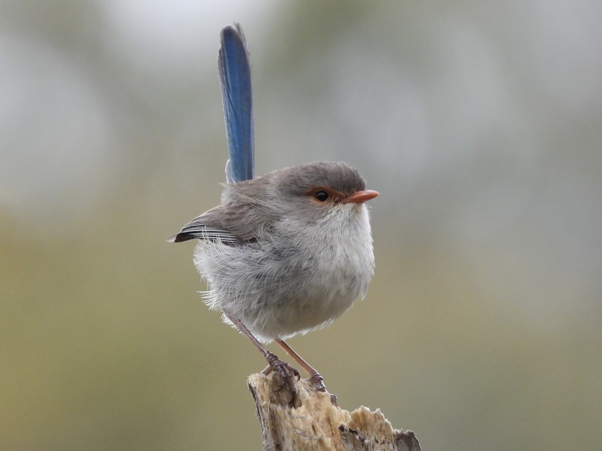 Splendid Fairywren - ML644299551