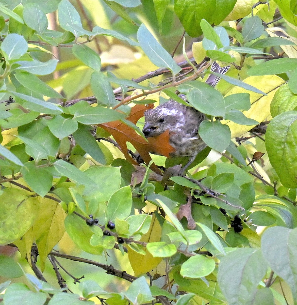 Purple Finch - ML644299559