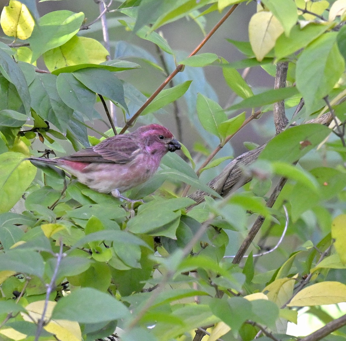 Purple Finch - ML644299567