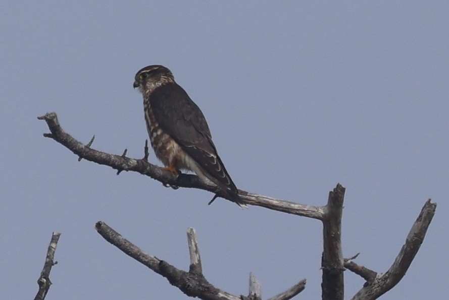 Merlin (Taiga) - ML644299578