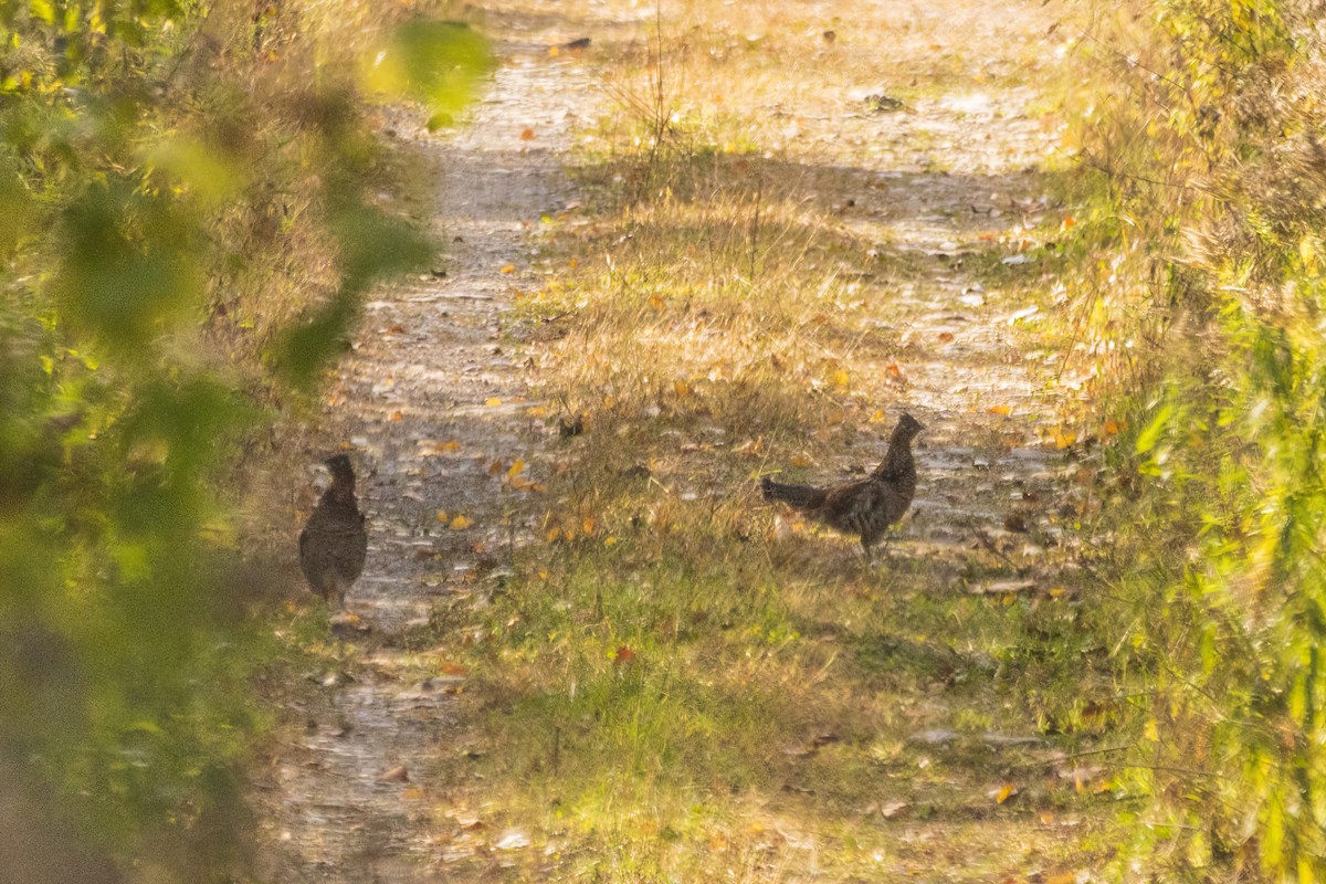 Ruffed Grouse - ML644299579