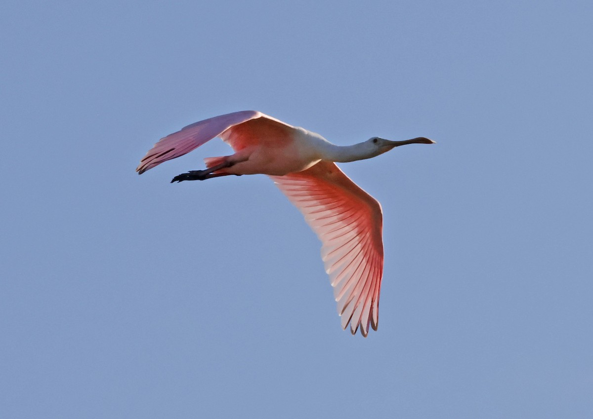 Roseate Spoonbill - ML644299582