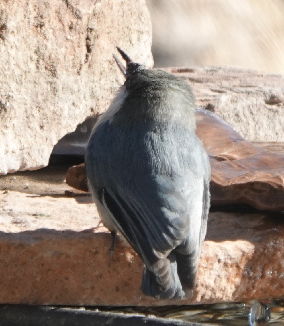 pygméspettmeis - ML644299583