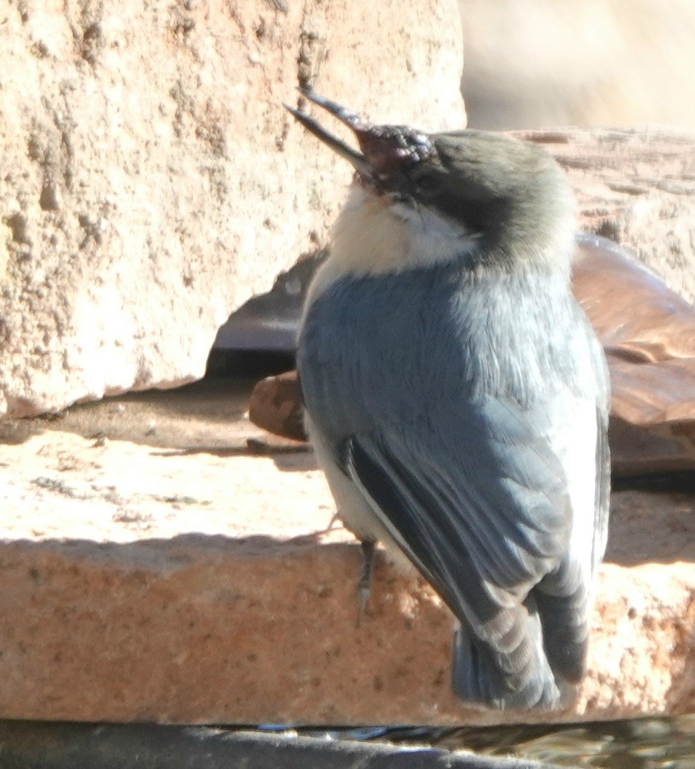 pygméspettmeis - ML644299584