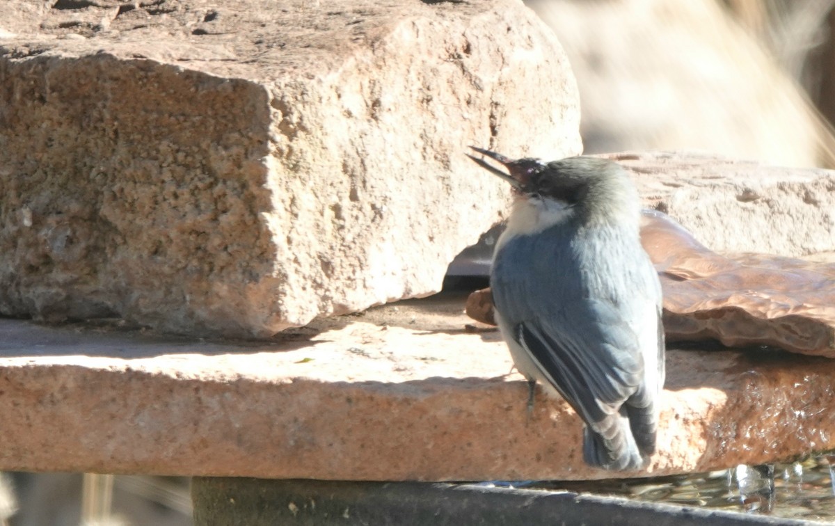 pygméspettmeis - ML644299585