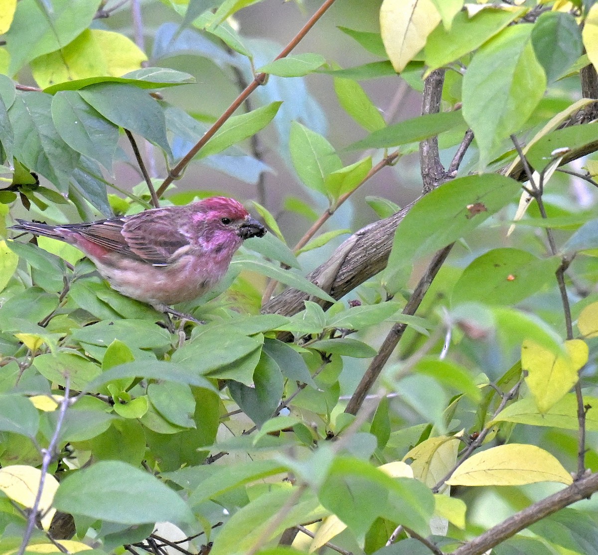 Purple Finch - ML644299596