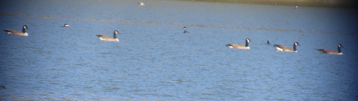 Barnacla Canadiense Grande - ML644299598