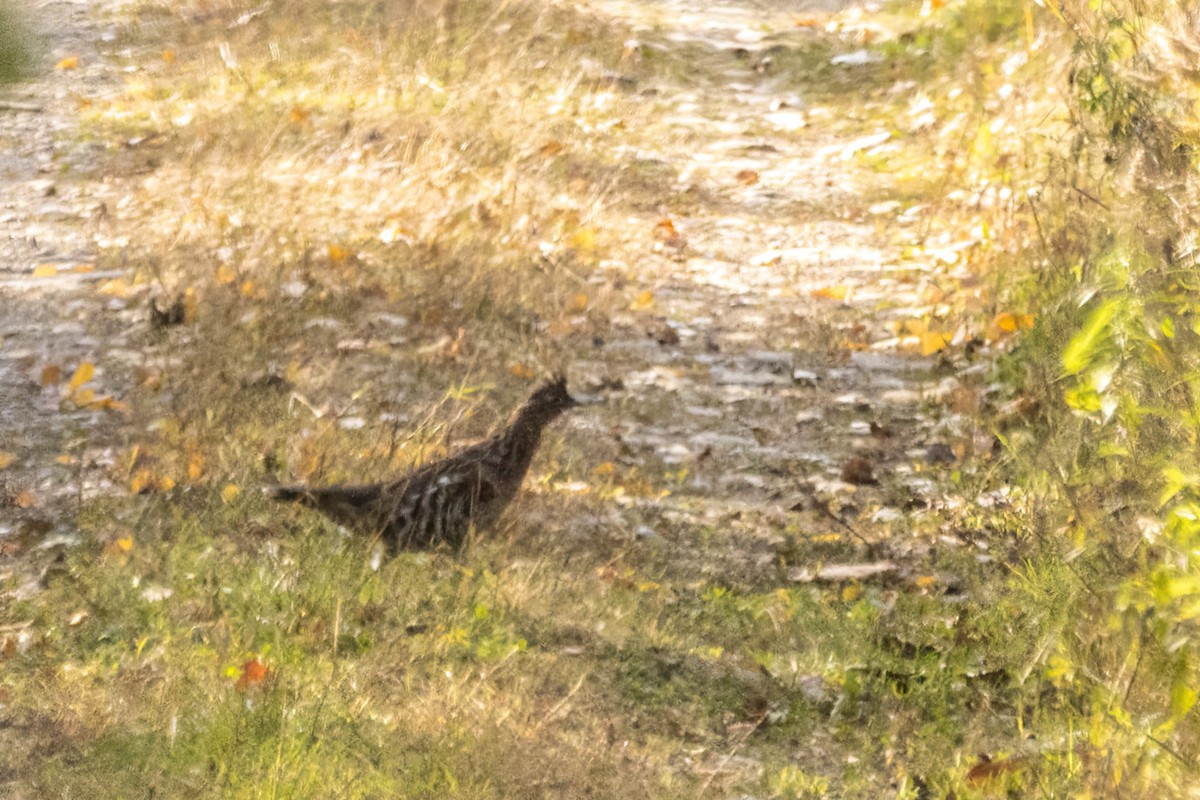 Ruffed Grouse - ML644299600