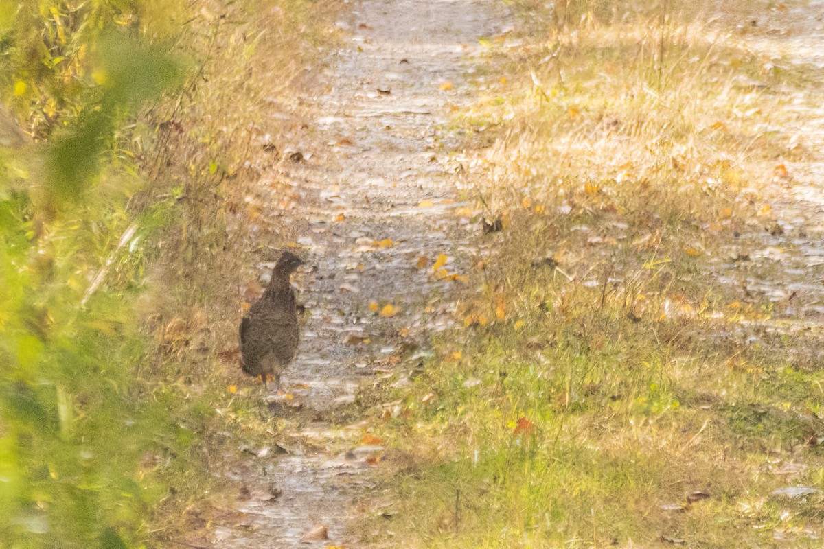 Ruffed Grouse - ML644299601