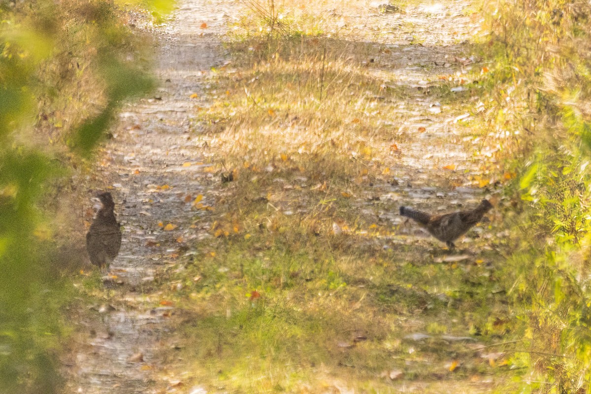 Ruffed Grouse - ML644299602
