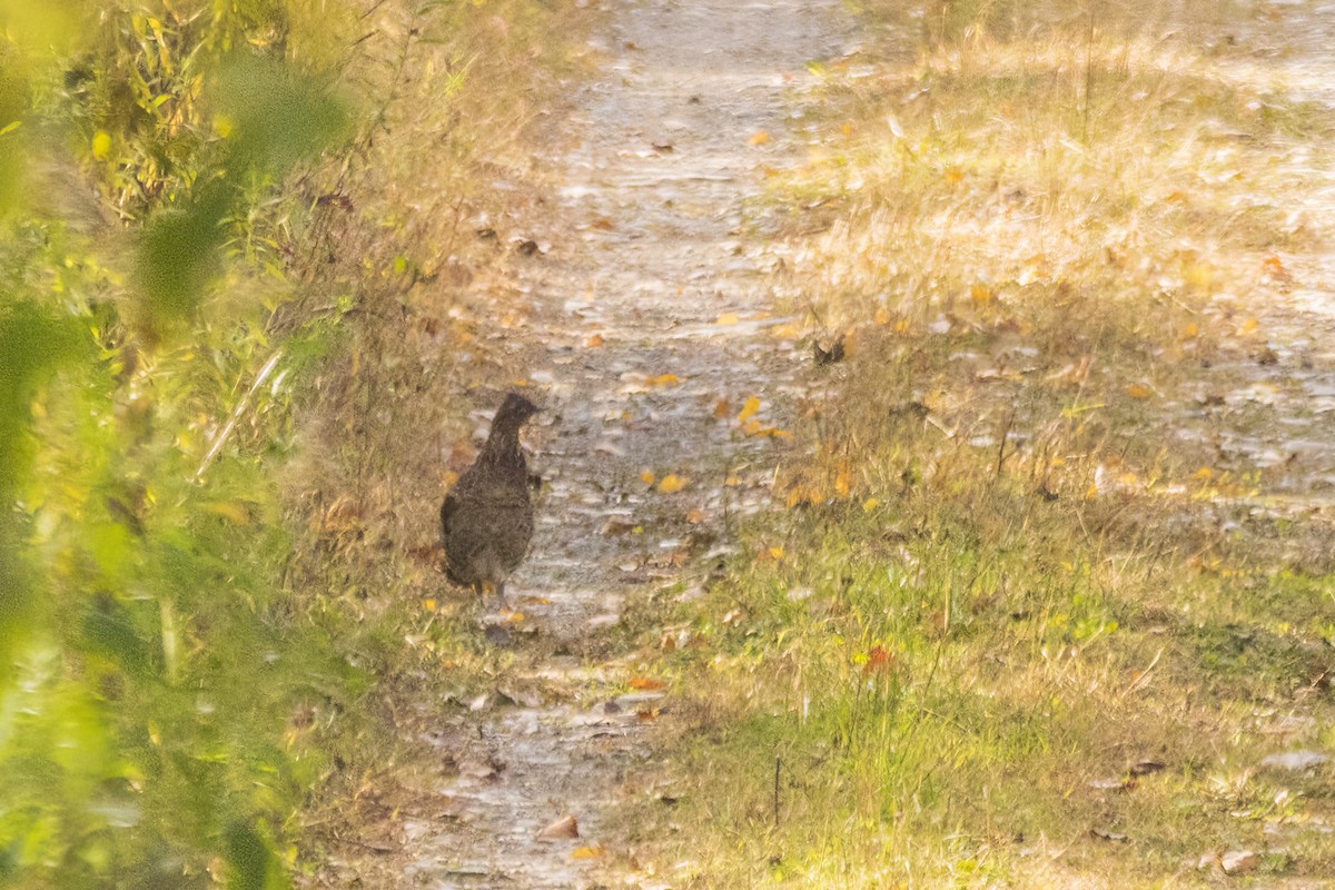 Ruffed Grouse - ML644299603
