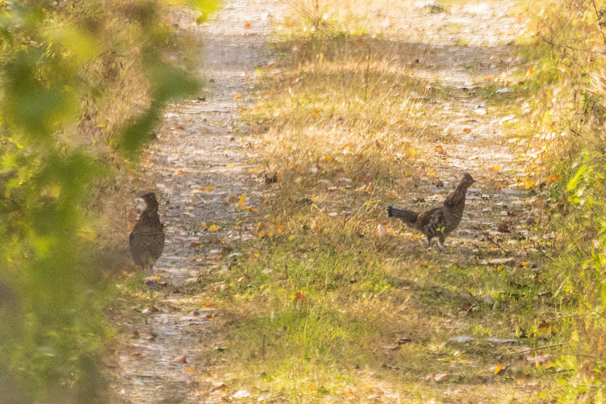Ruffed Grouse - ML644299605