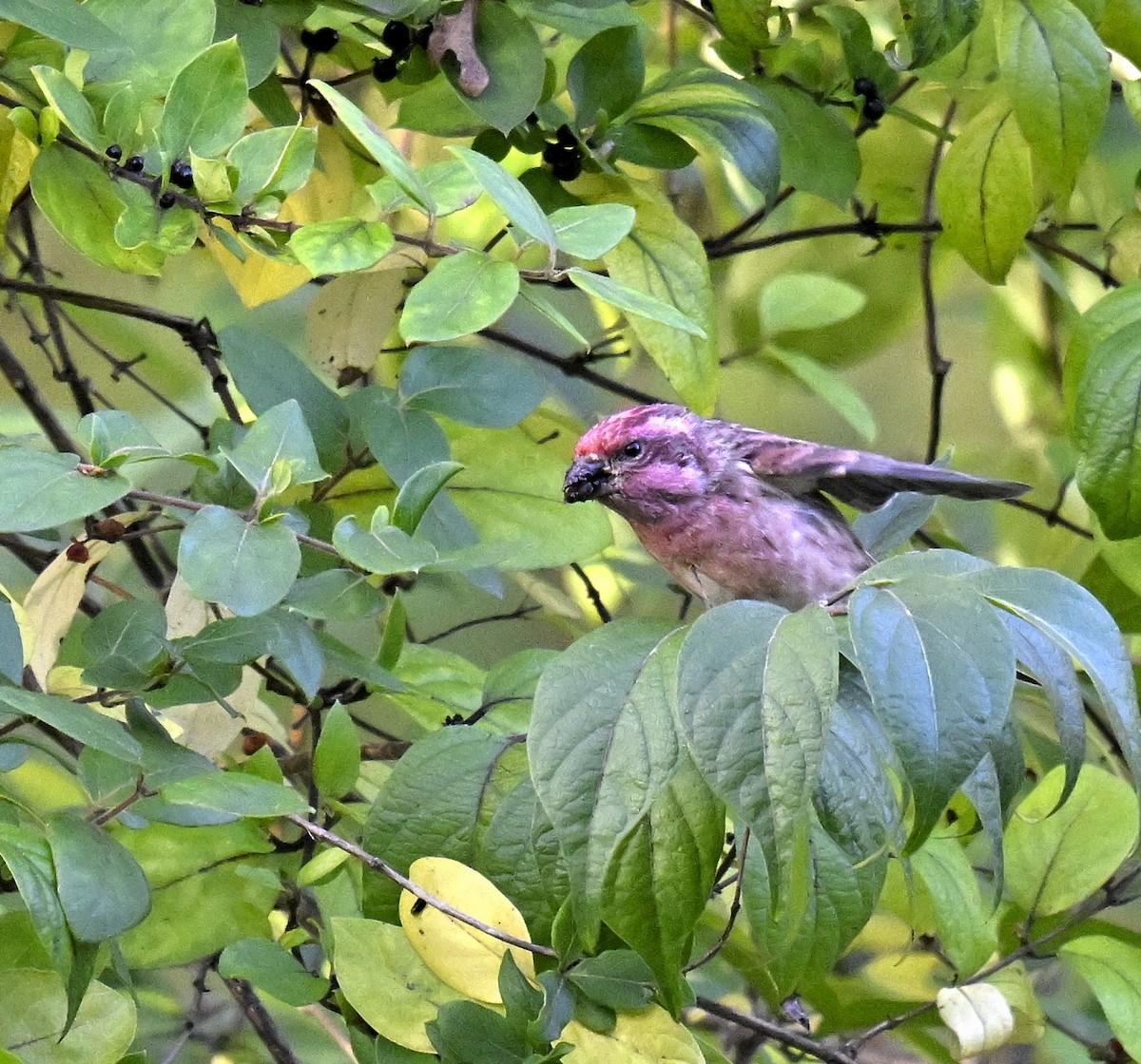 Purple Finch - ML644299606
