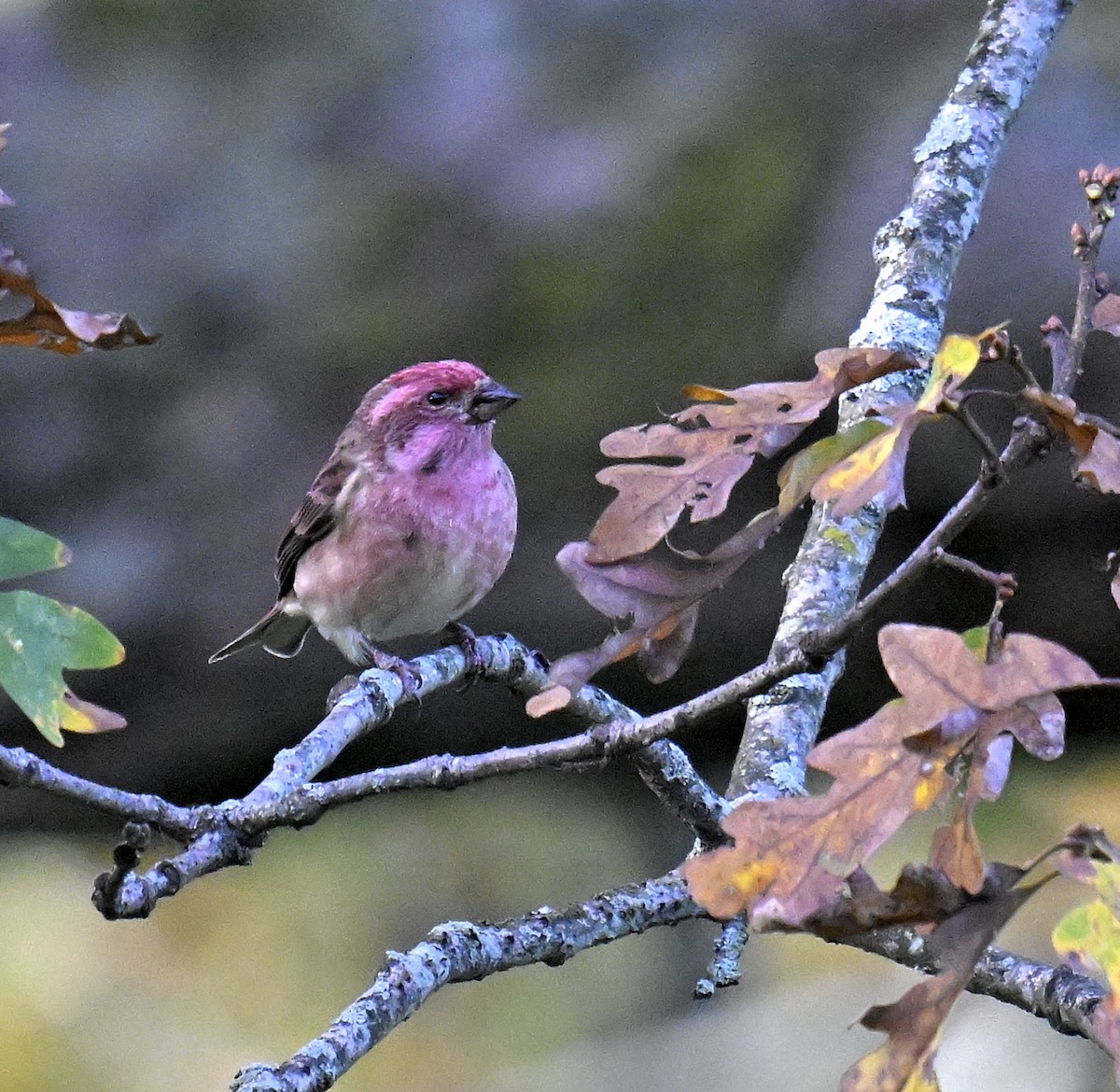 Purple Finch - ML644299607