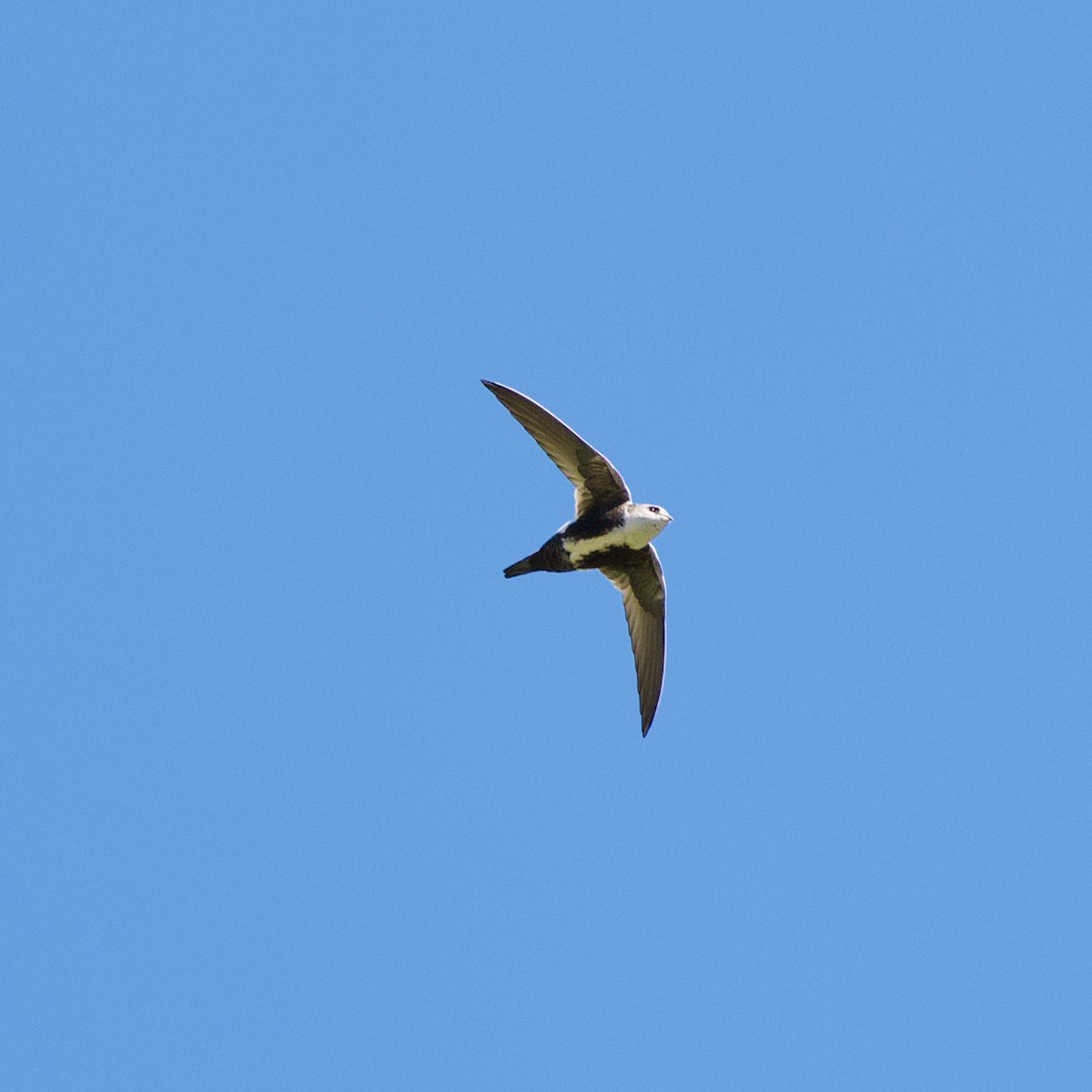 White-throated Swift - ML644299616
