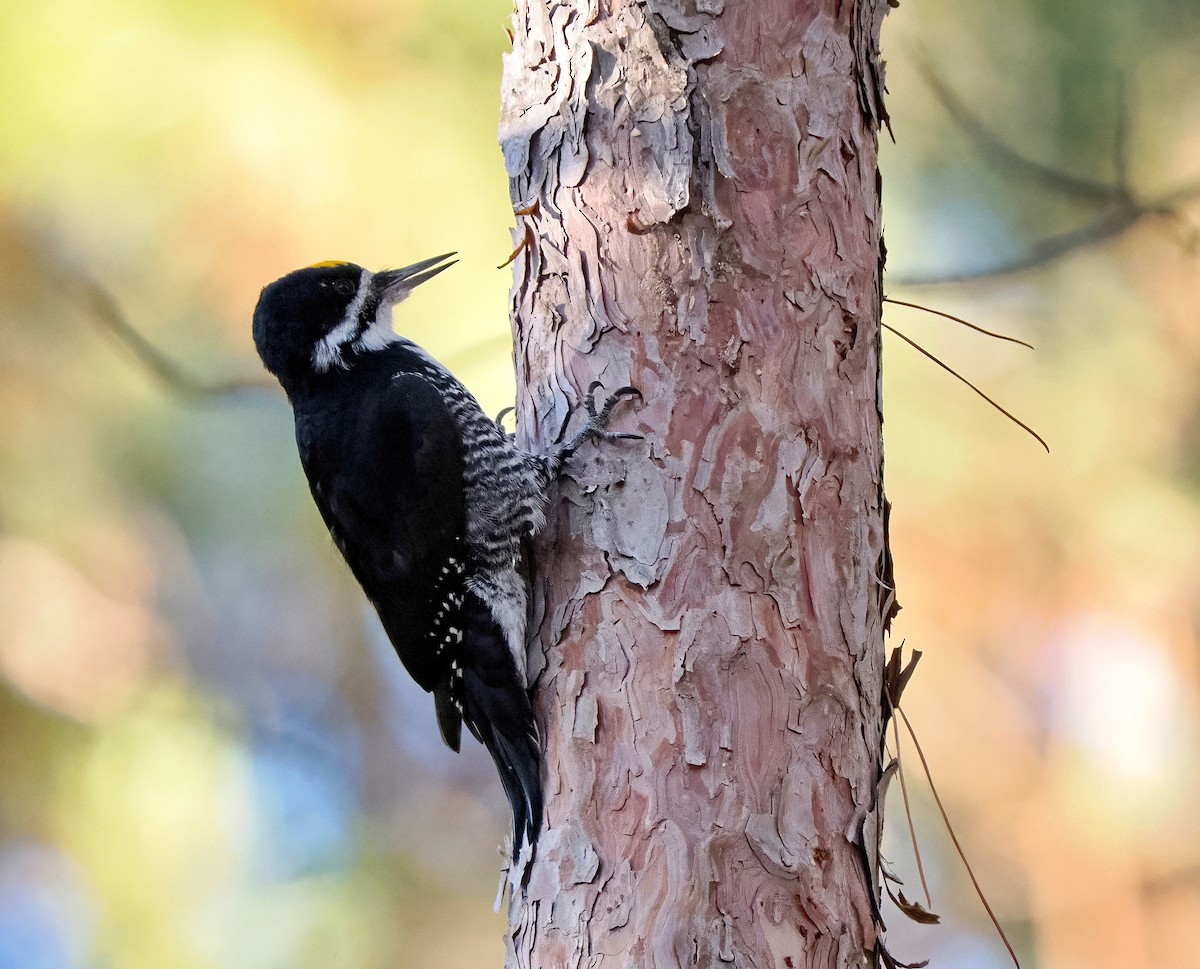 Black-backed Woodpecker - ML644299619