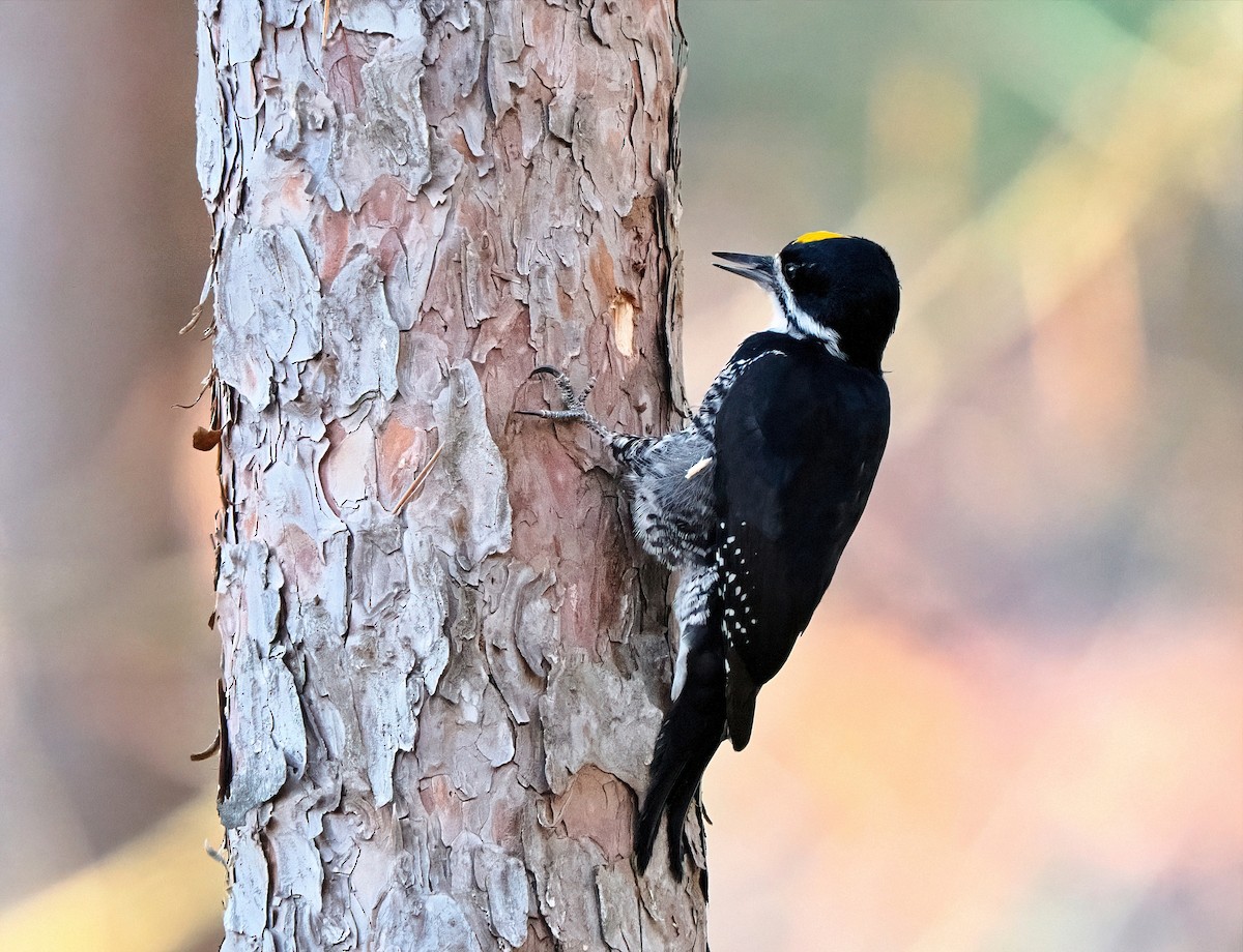 Black-backed Woodpecker - ML644299620