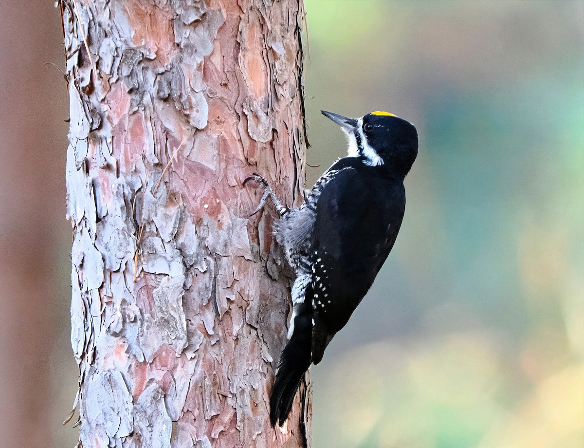 Black-backed Woodpecker - ML644299621