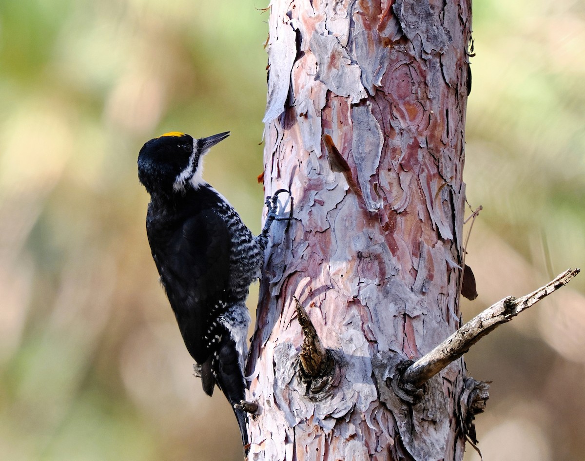 Black-backed Woodpecker - ML644299622