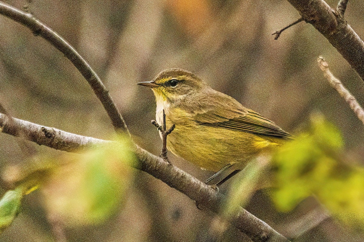 סבכון חום-כיפה - ML644299625