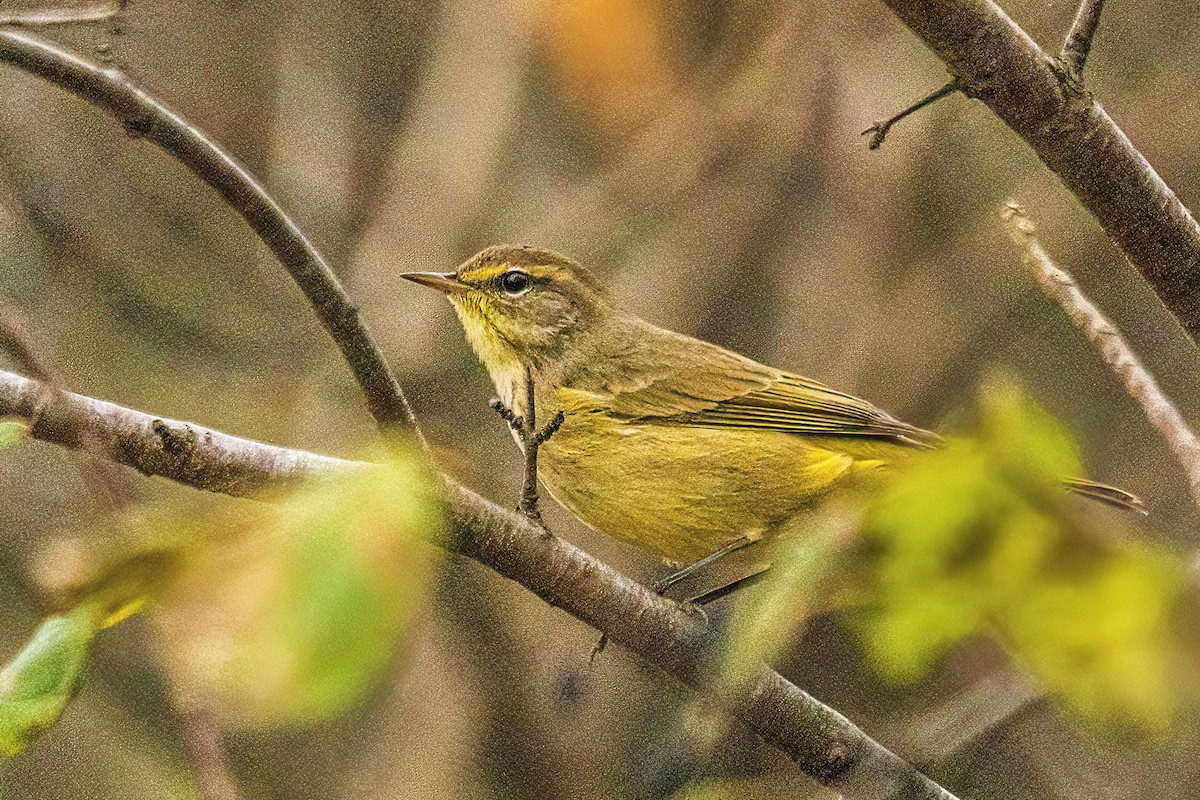 סבכון חום-כיפה - ML644299627