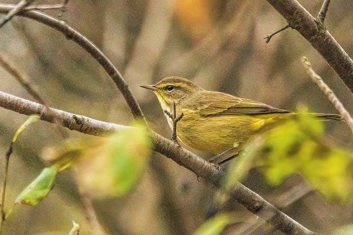 סבכון חום-כיפה - ML644299630